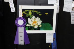 Photo Show at the Mountain Lakes Library VOTING OPEN TO PUBLIC